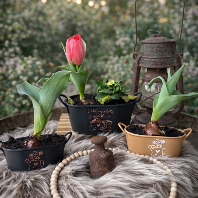 STL 3D Druck Datei Pflanzwanne Pflanzgefäß Dekoschale Wanne dekowanne Gartentisch Outdoor Shabby 3D-Druck Datei